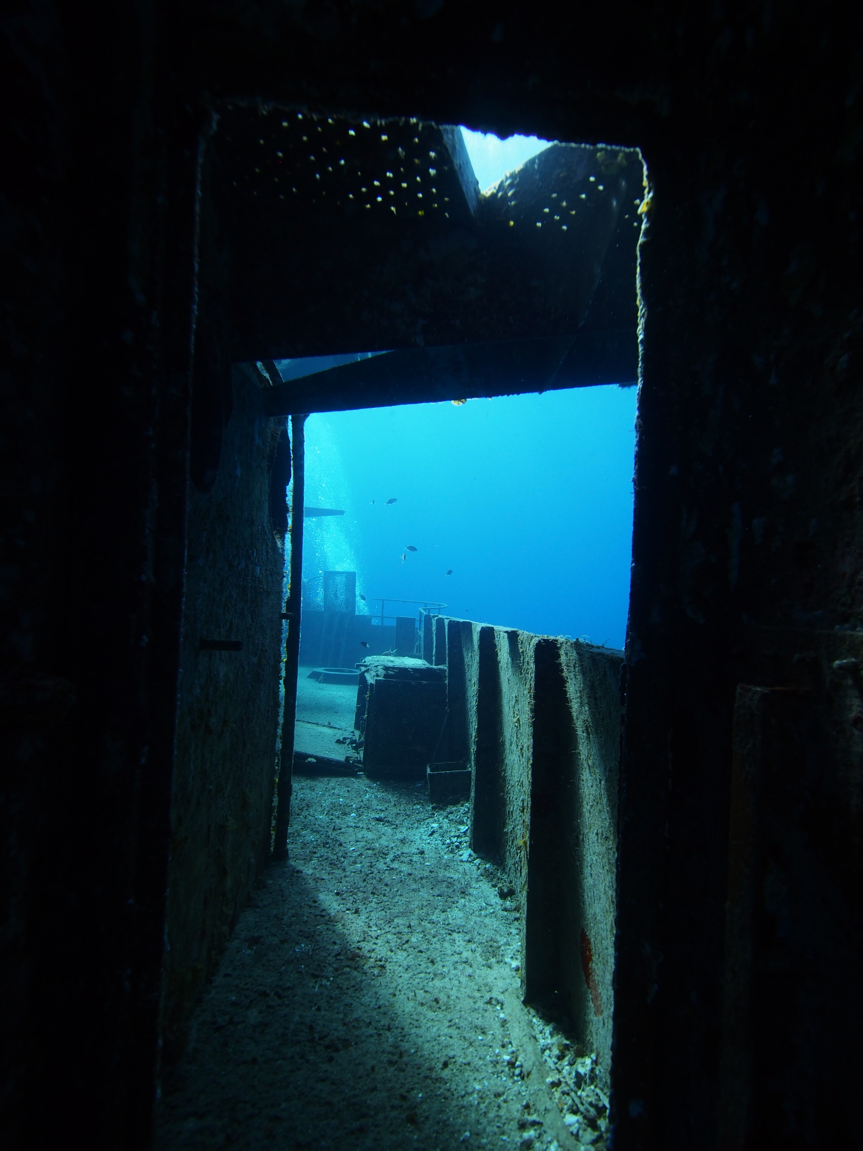 Grand Cayman Wall Diving