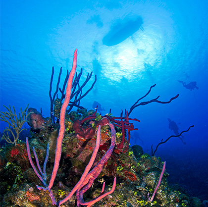 Lobster Pot Dive Center