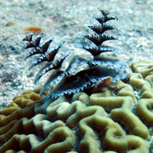 Underwater Naturalist Dive Course in Grand Cayman