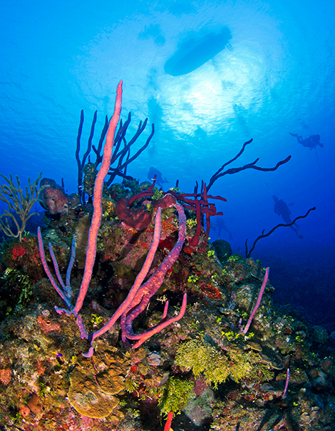 Scuba Diving in Grand Cayman